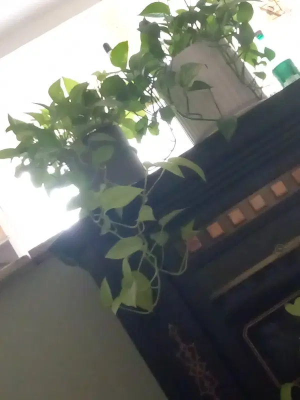 همخونه بی حاشیه