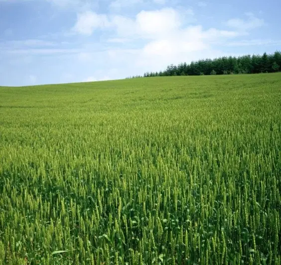 اجازه زمین آبی جهت کشت ذرت شیرین