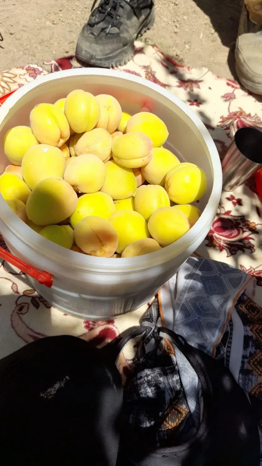 باغ 500متری بابنای 30متری ودرختای سرسبز