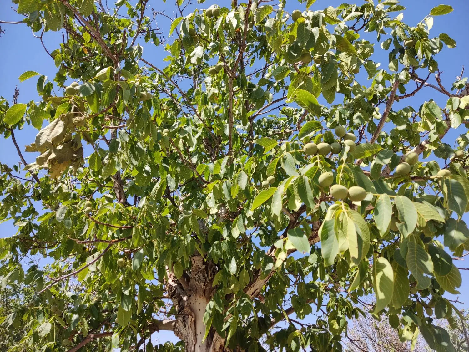 باغ روستای خوش آب وهوای کرمجگان