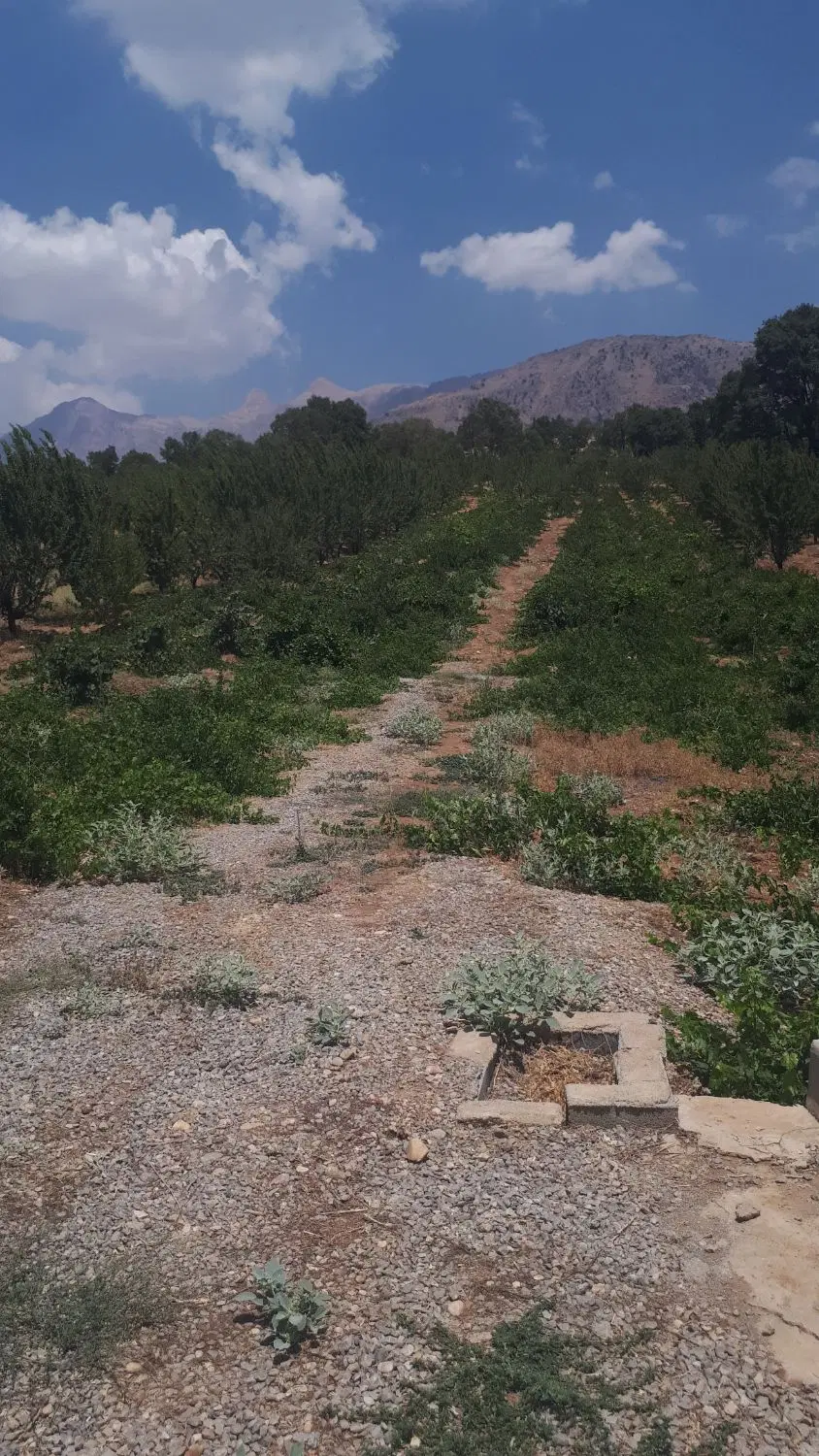 ّّباغ  منطقه سرچک سی سخت