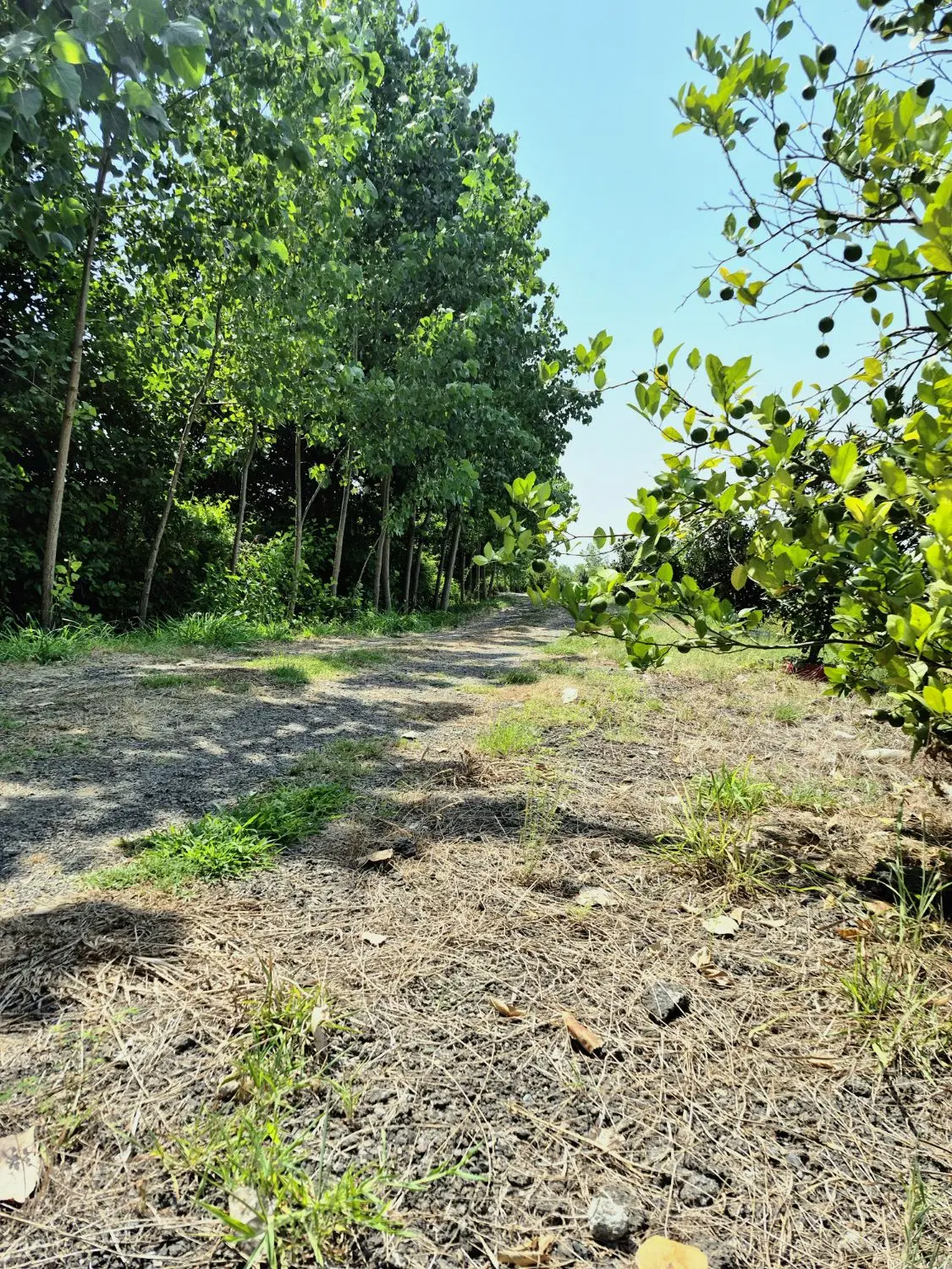 زمین ۵۰۰ متری در رشت فخب