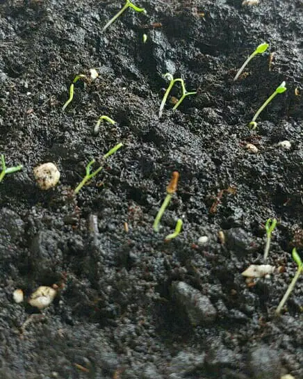 زمین جای مغازه