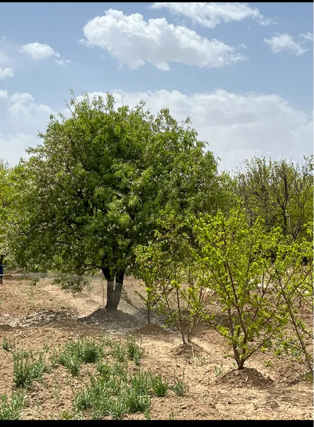 فروش باغ گلدشت