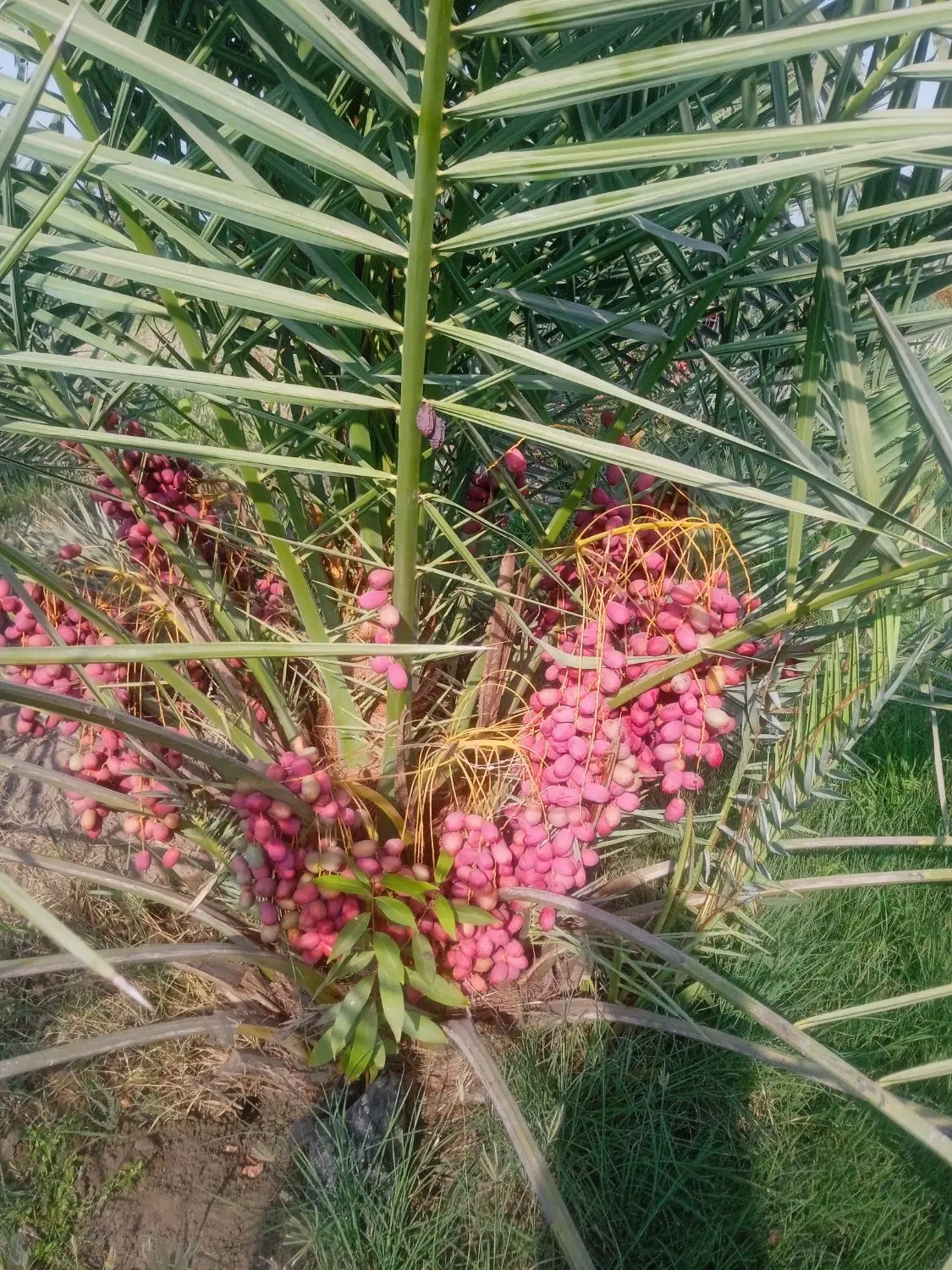فروش خانه باغ