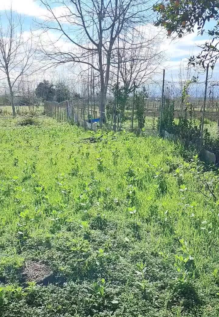 زمین مسکونی دارای پروانه ساخت