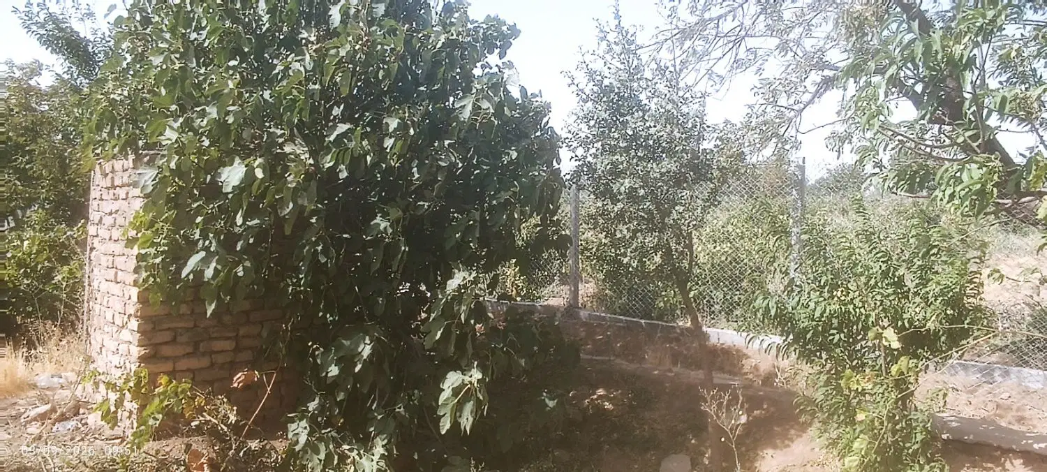 باغ انگور