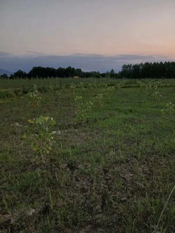 زمین کشاورزی سنتی