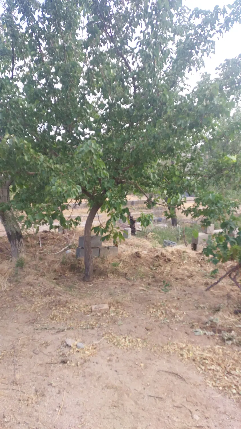 فروش زمین در منطقه خوش آب و هوای کنجکوه