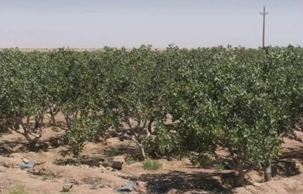 باغ پسته رفسنجان