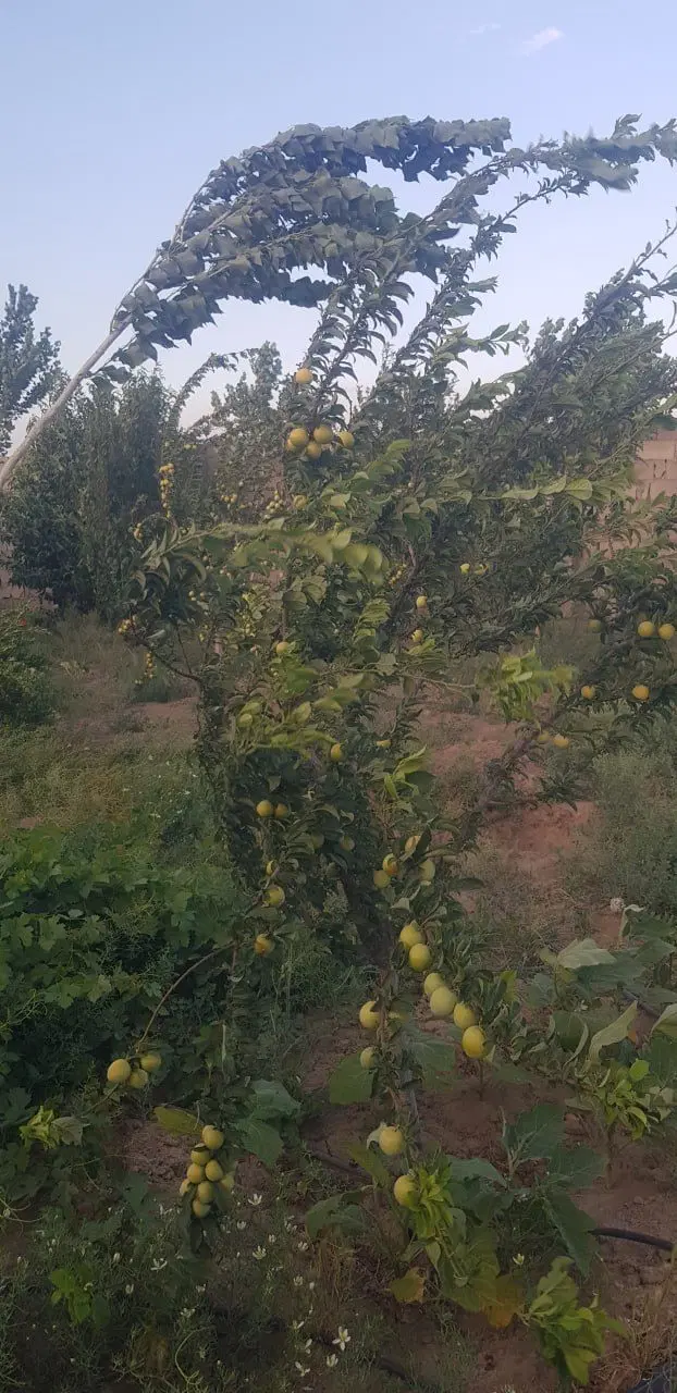 ۵۰۰ متر باغچه چسبیده به بافت
