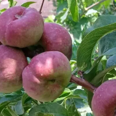 زمین باغ و باغچه با طبیعت بکر