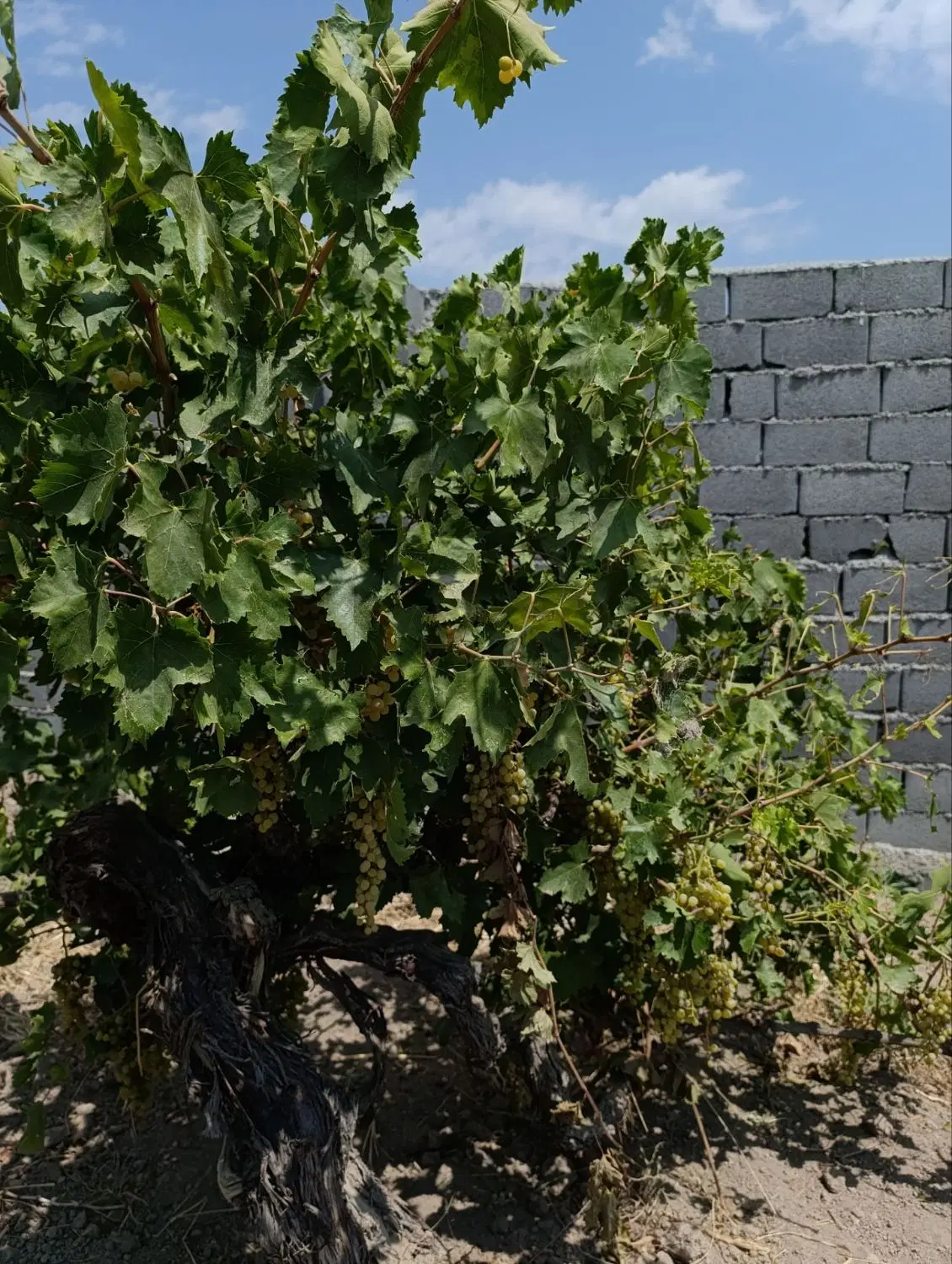 باغ بادرختان پربار(سهمیه اب ریشه ای)شخصی
