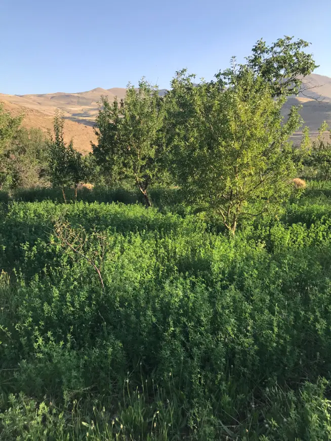 باغ‌زیبا‌در‌آذر‌شهر
