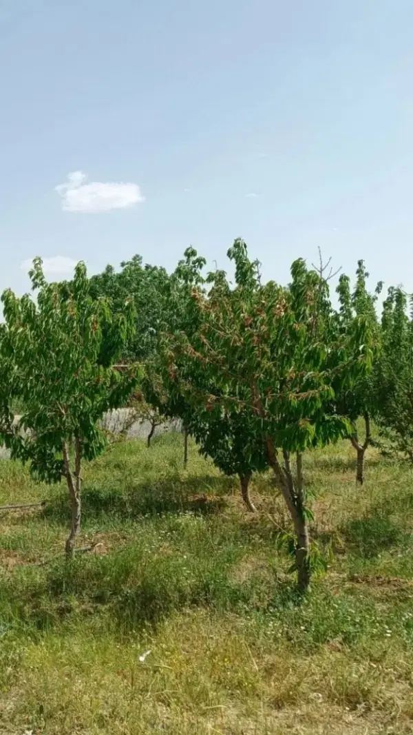 مرزیجران ویلایی  جاده آسفالت داخل شهرک ویلایی
