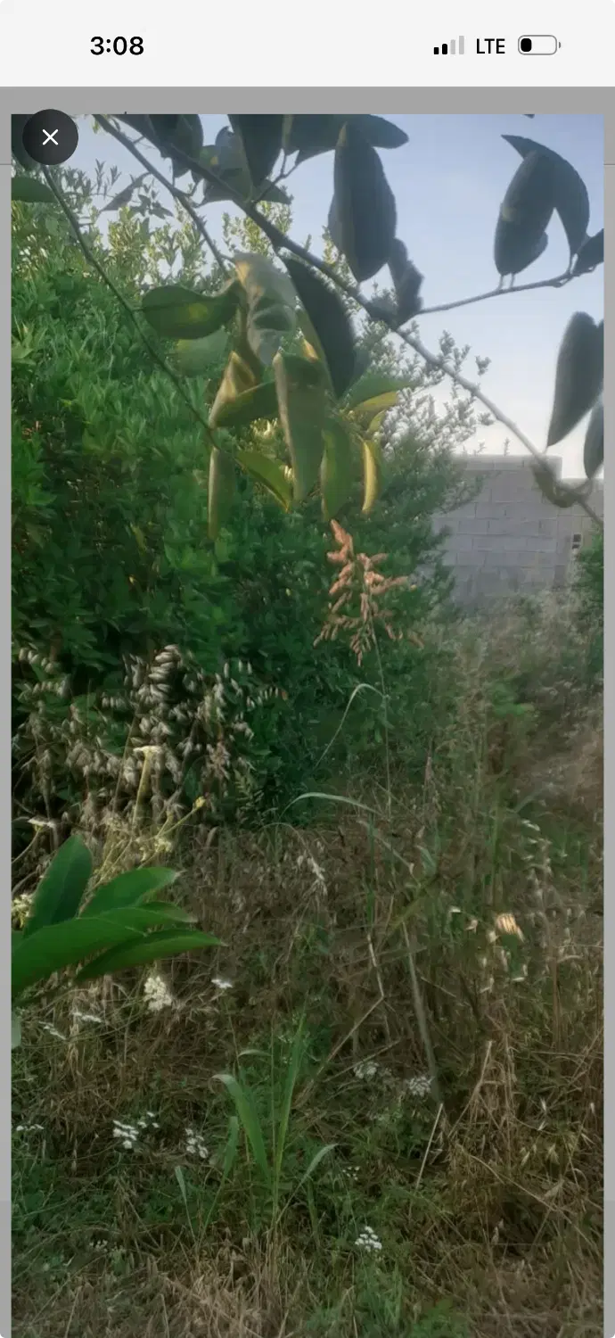 فروش باغچه