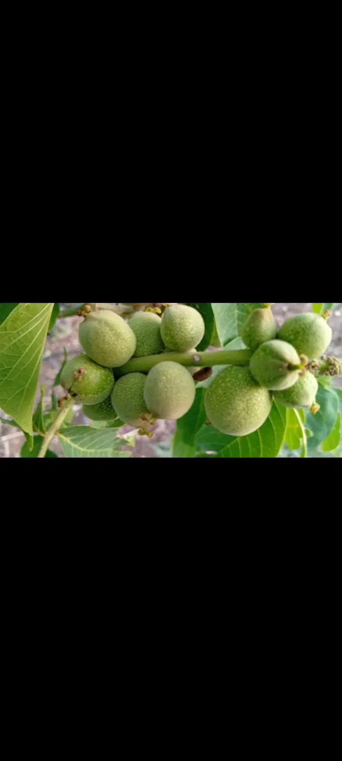 باغ‌و‌‌خانه‌باغ