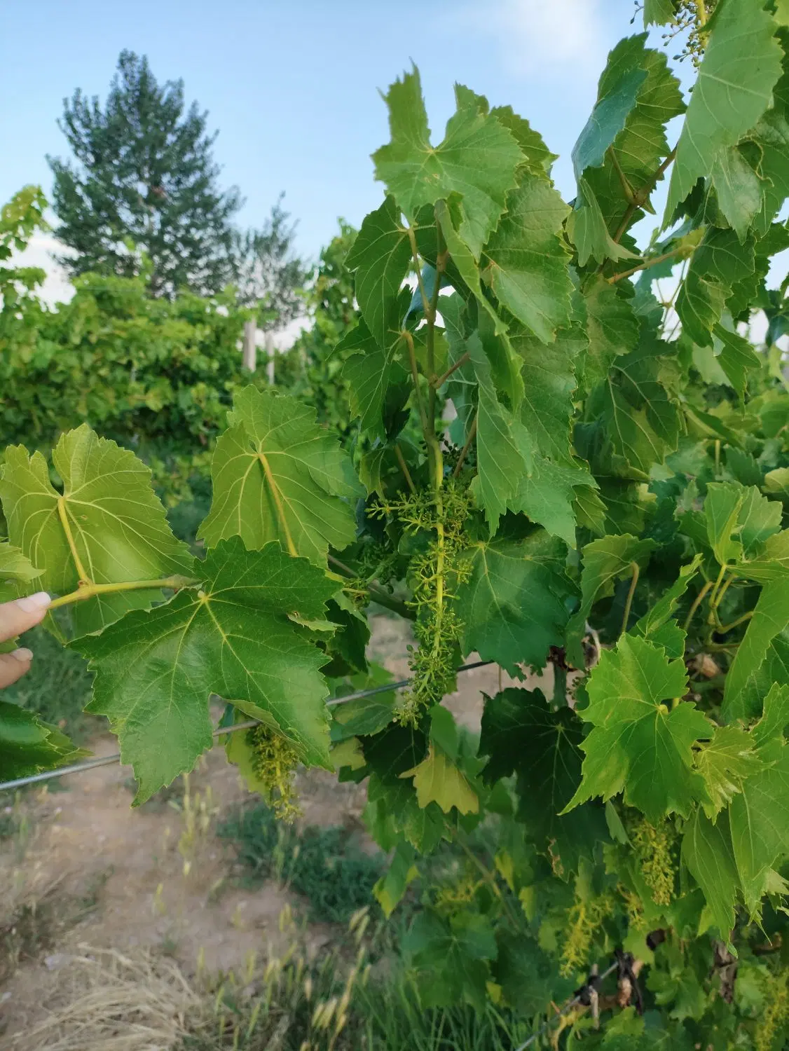 باغ انگور تاکستان