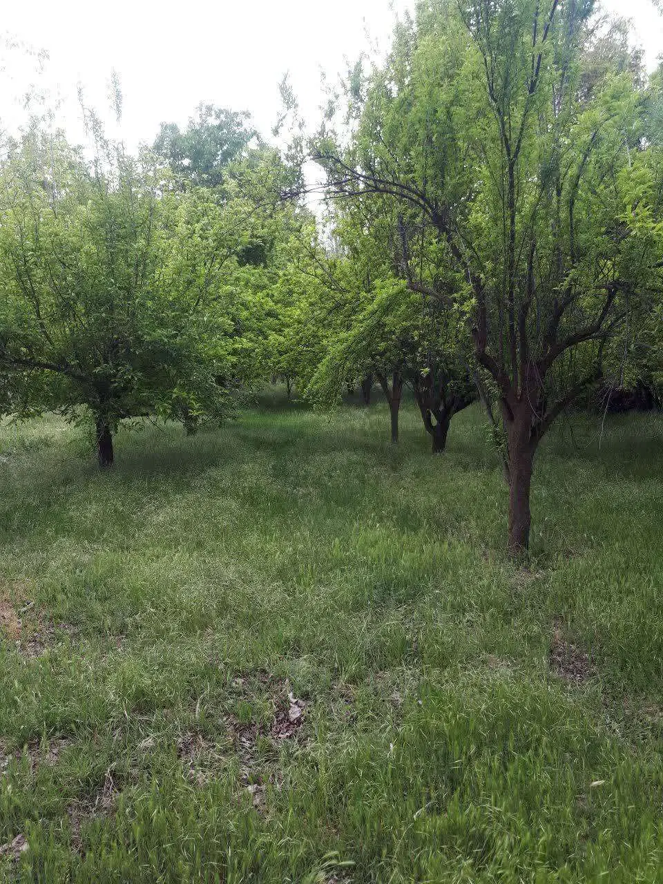 باغ ثمری 1240متری یاسوج