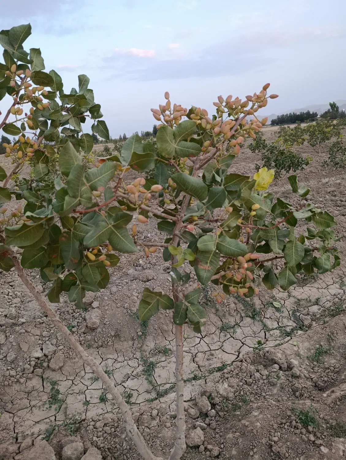 باغ پسته