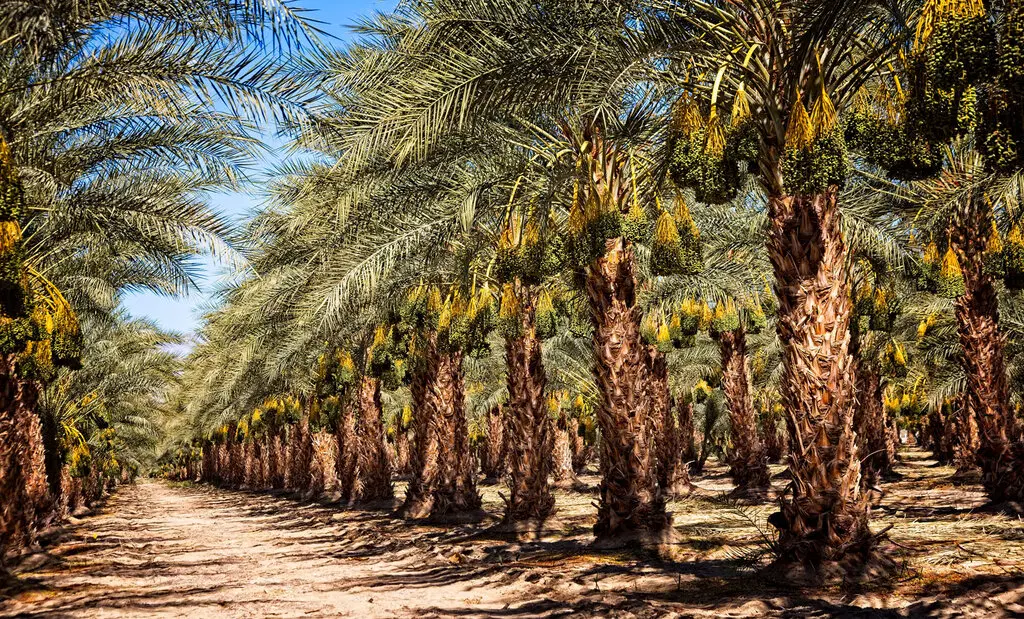 اجاره و فروش خوشه خرما
