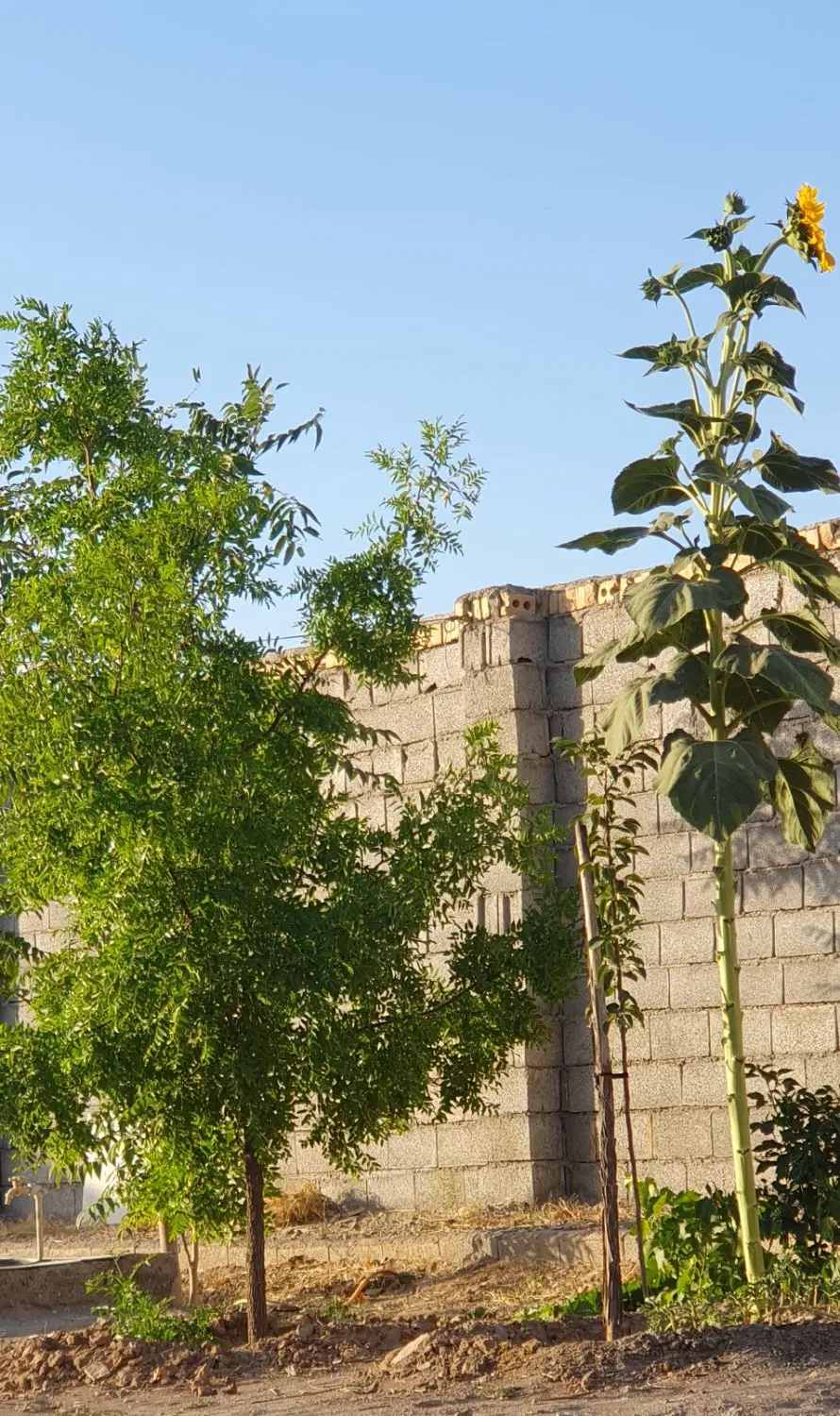 باغچه ۲۰متر حاشیه در۲۸متر طول درکشمیری۶