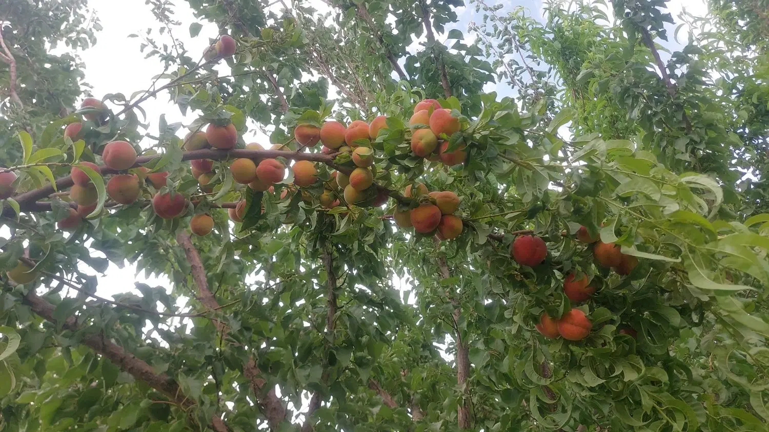 باغ_ویلا_ زمین_ گلشن آباد_چشمه پهن