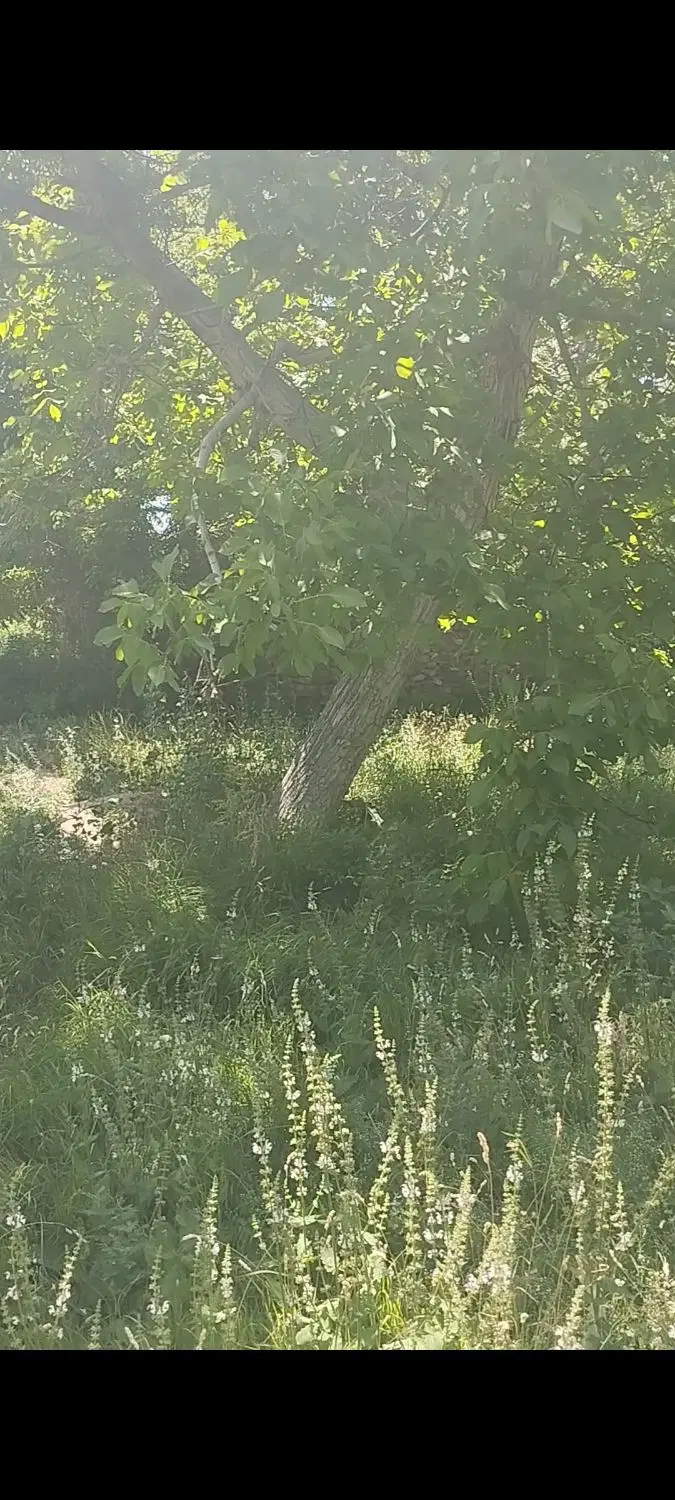 باغ گردویی روستای آستانه