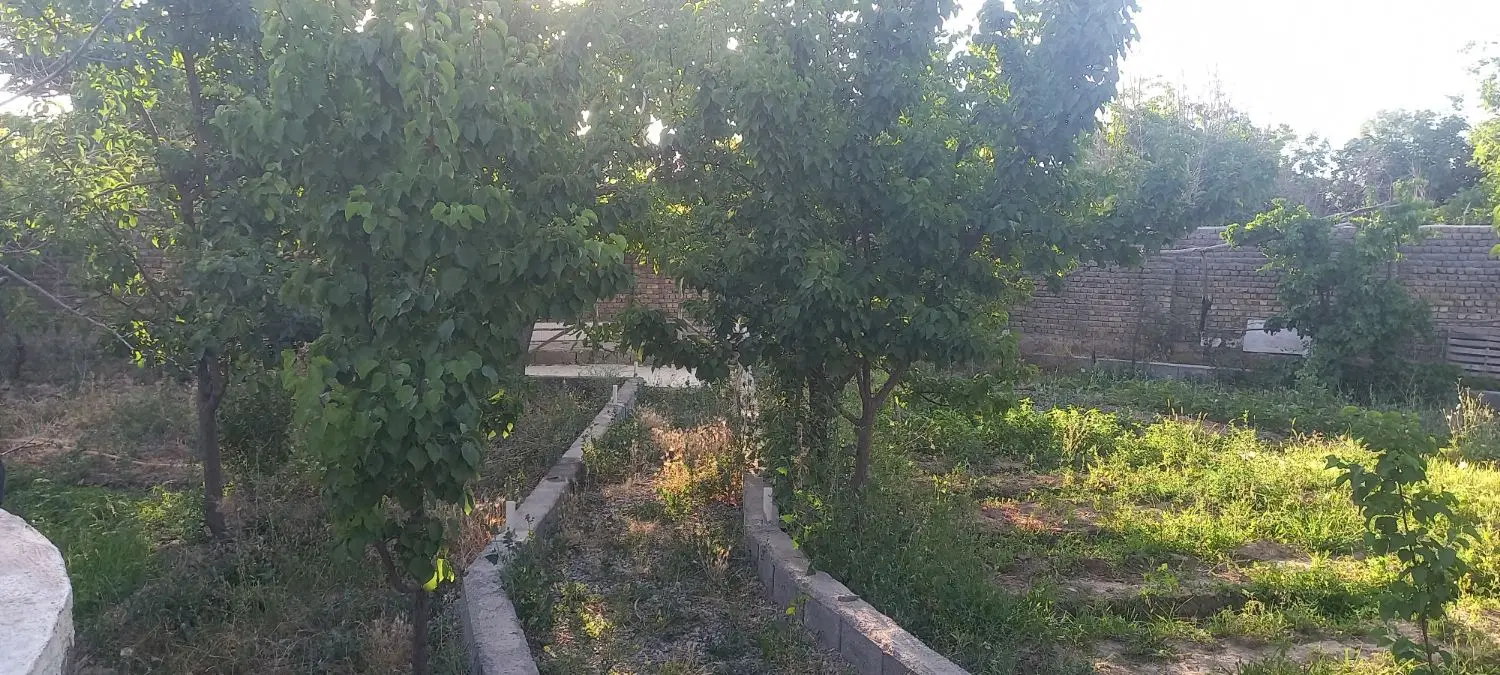 باغ دور دیوار