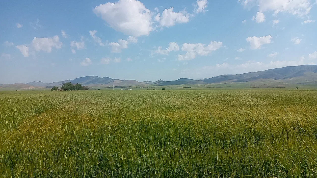 زمین  در ، باغطیفون