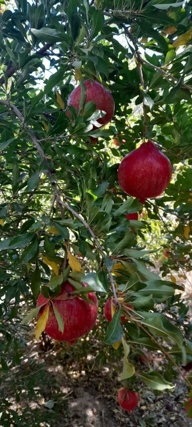 باغ انار و زمین کشاورزی به مساحت یک هکتار در دشت