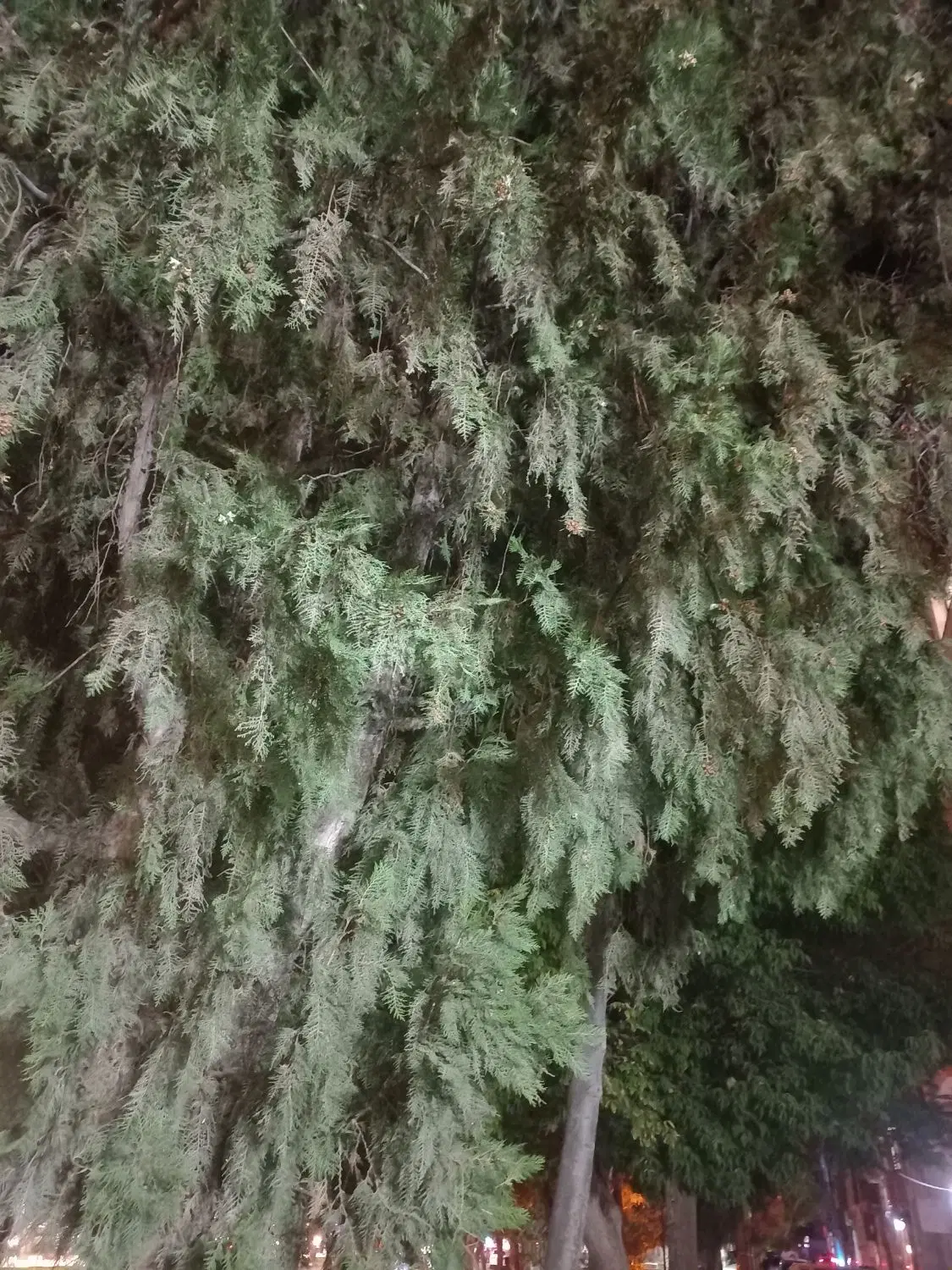 زمین و خانه باغ فول امکانات
