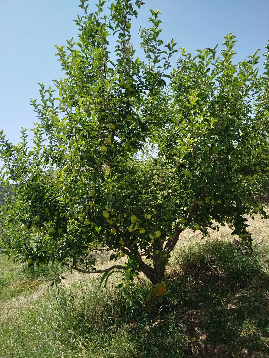 باغ ویلا در زمین های نارکی جاده مشکین