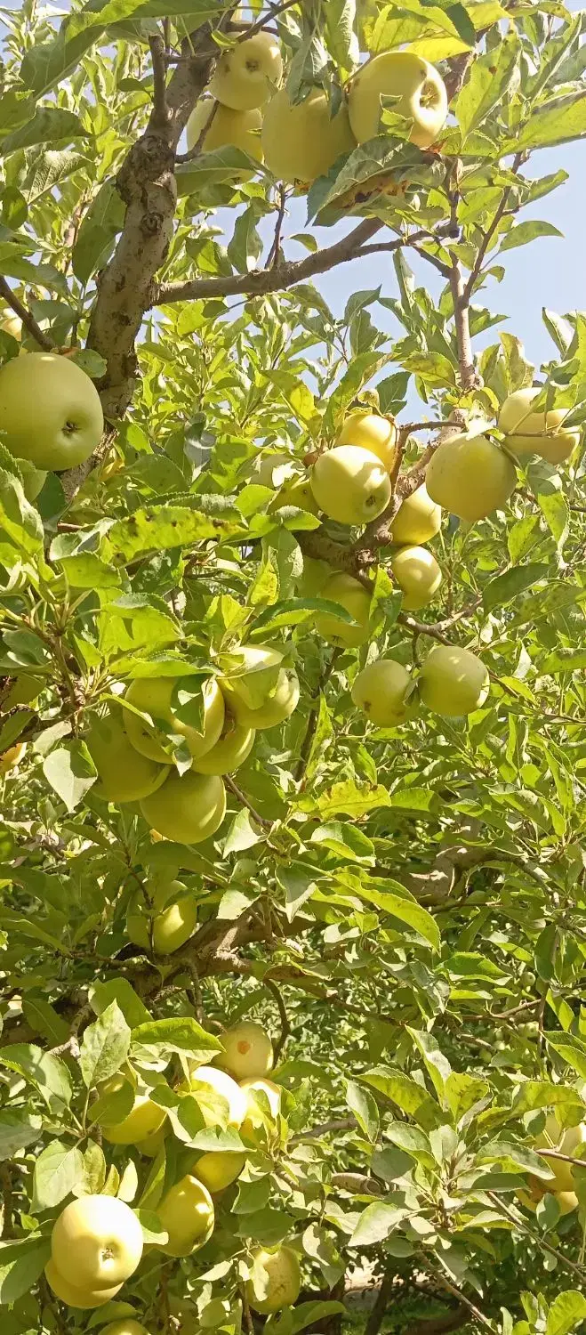 فروش زمین متراژ بالامناسب تفکیک