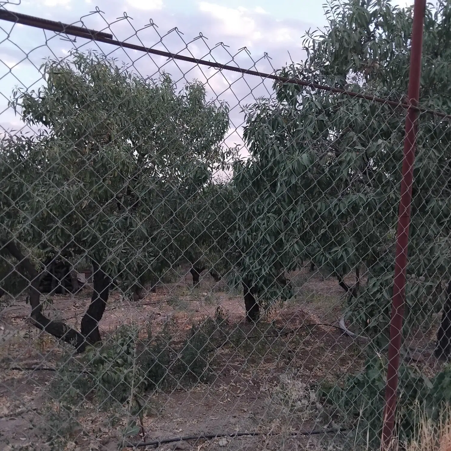 زمین کشاورزی با درختان بادام.