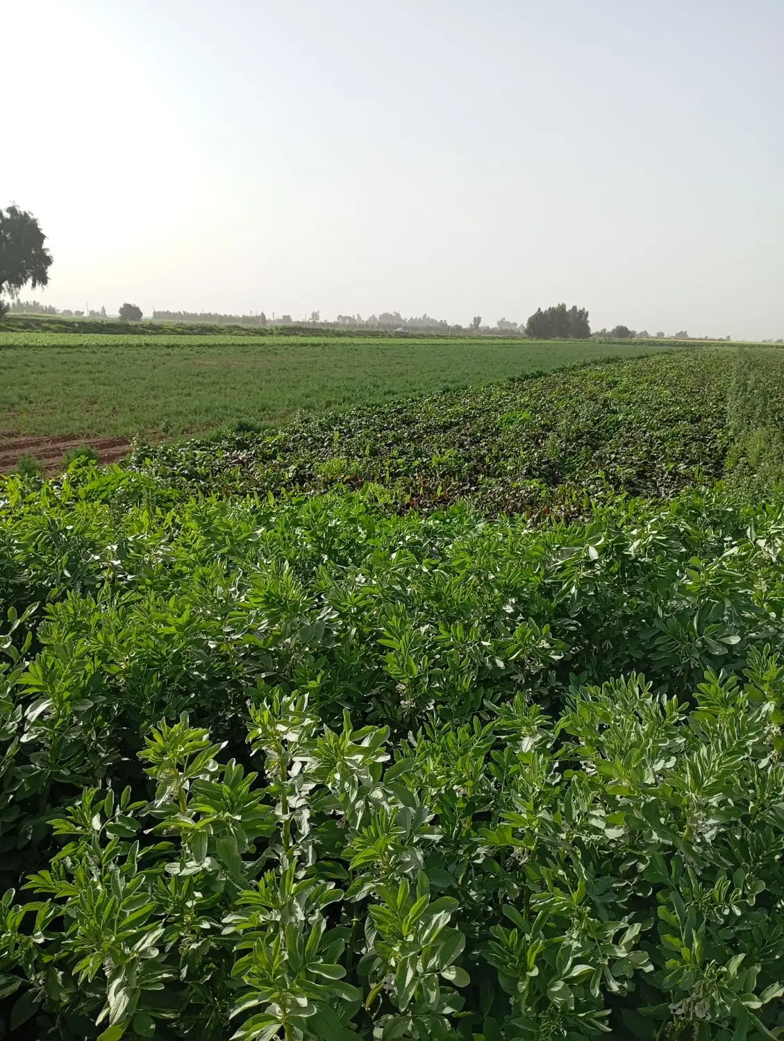 فروش زمین مسکونی در اندیمشک رسالت