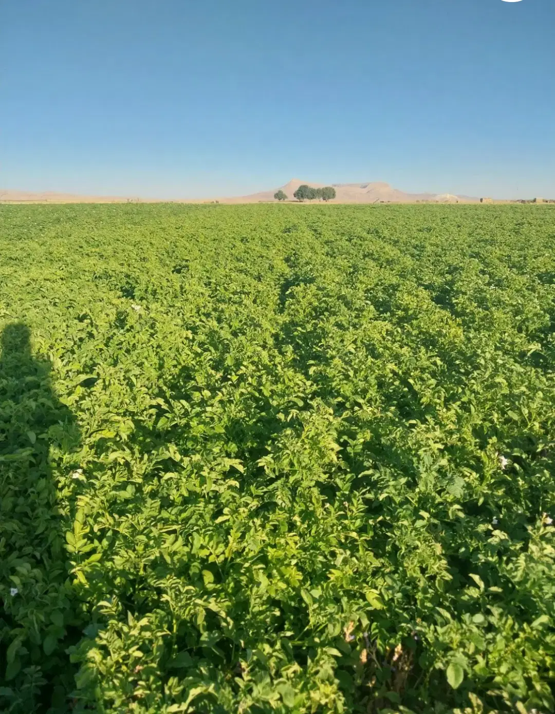 اجاره زمین برای کاشت سیب زمینی