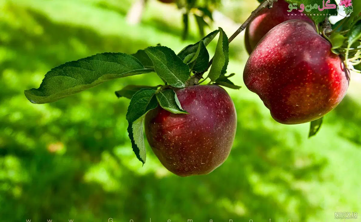 زمین باغ واقع در ابتدای جاده خسروآباد