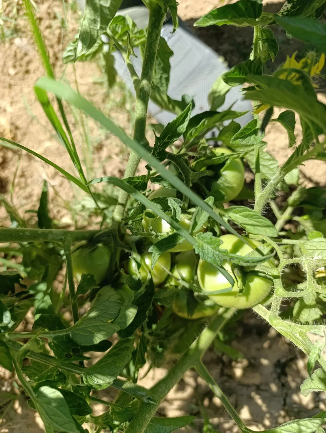 باغ گرکین قزوین