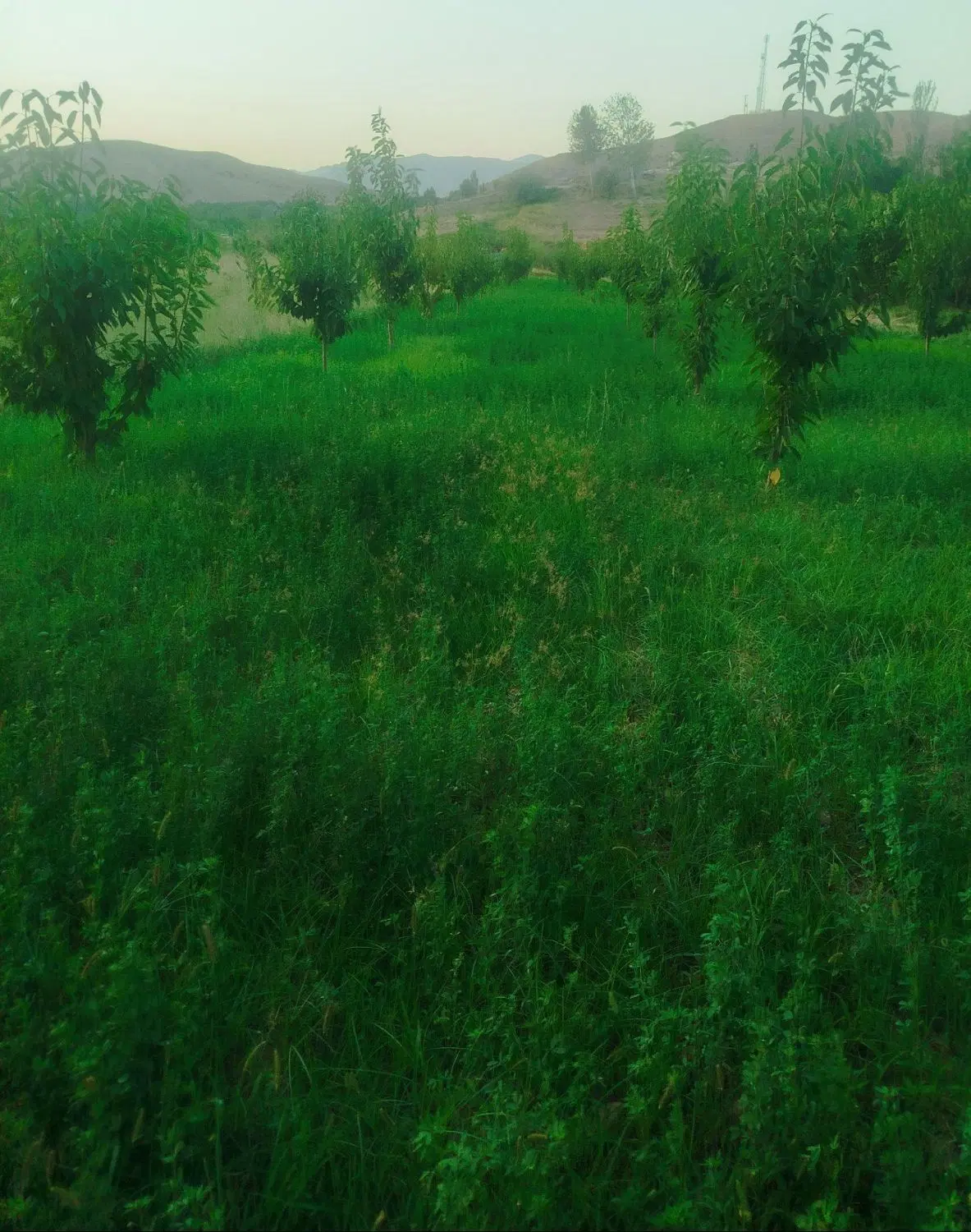 معاوضه زمین قزاقی با خونه