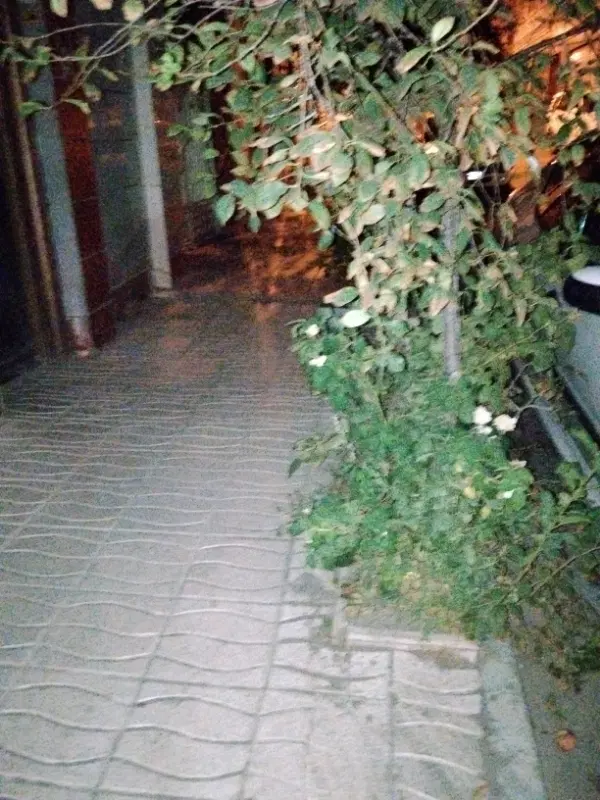 فیش صفا