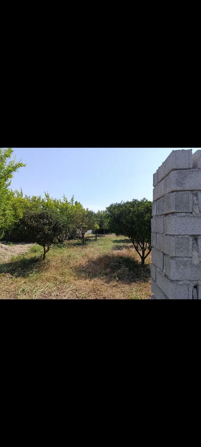 باغ آماده ساخت دور دیوار روبروی استخر تاجی