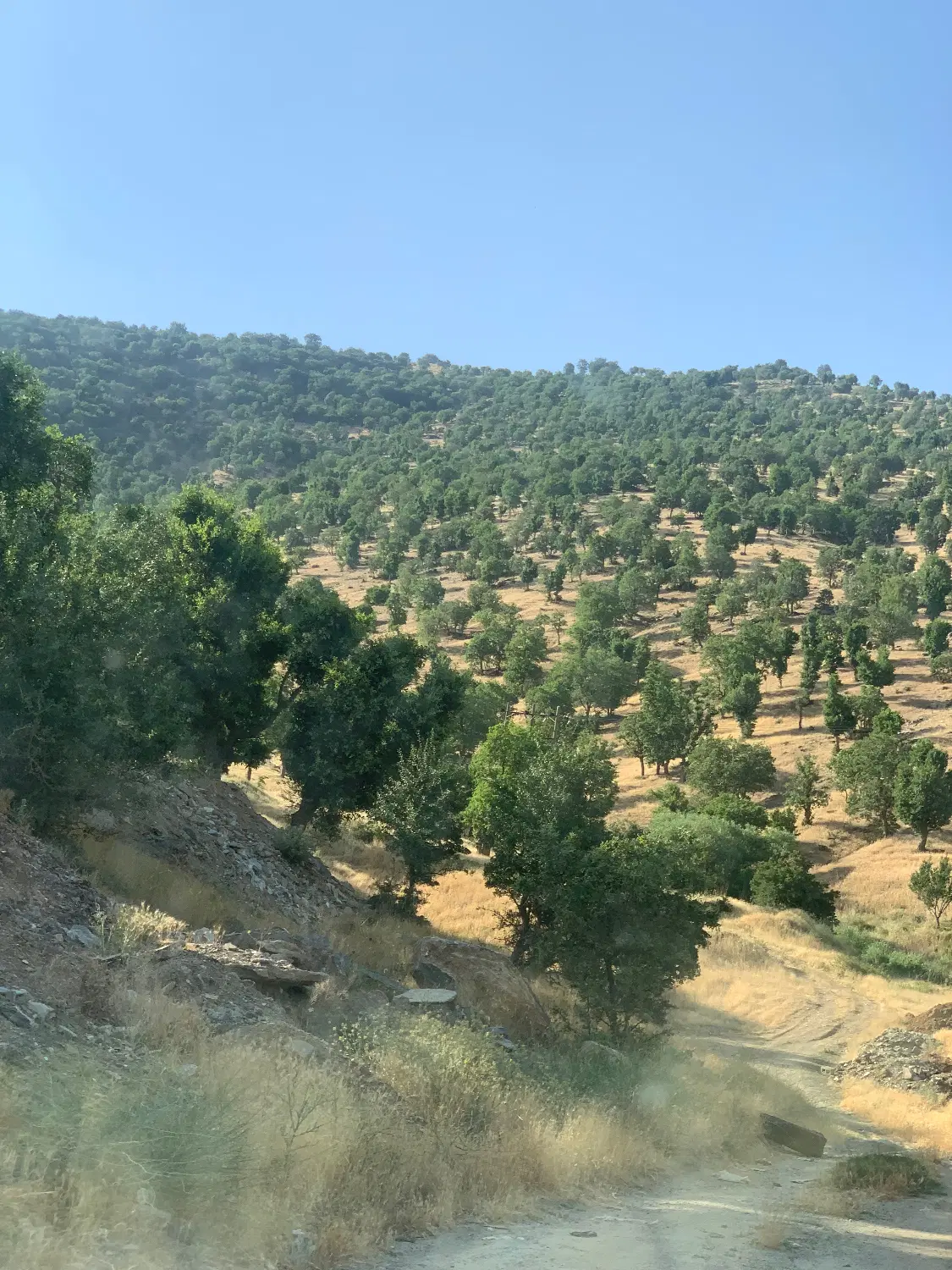 فیش ویلاشهر ۲