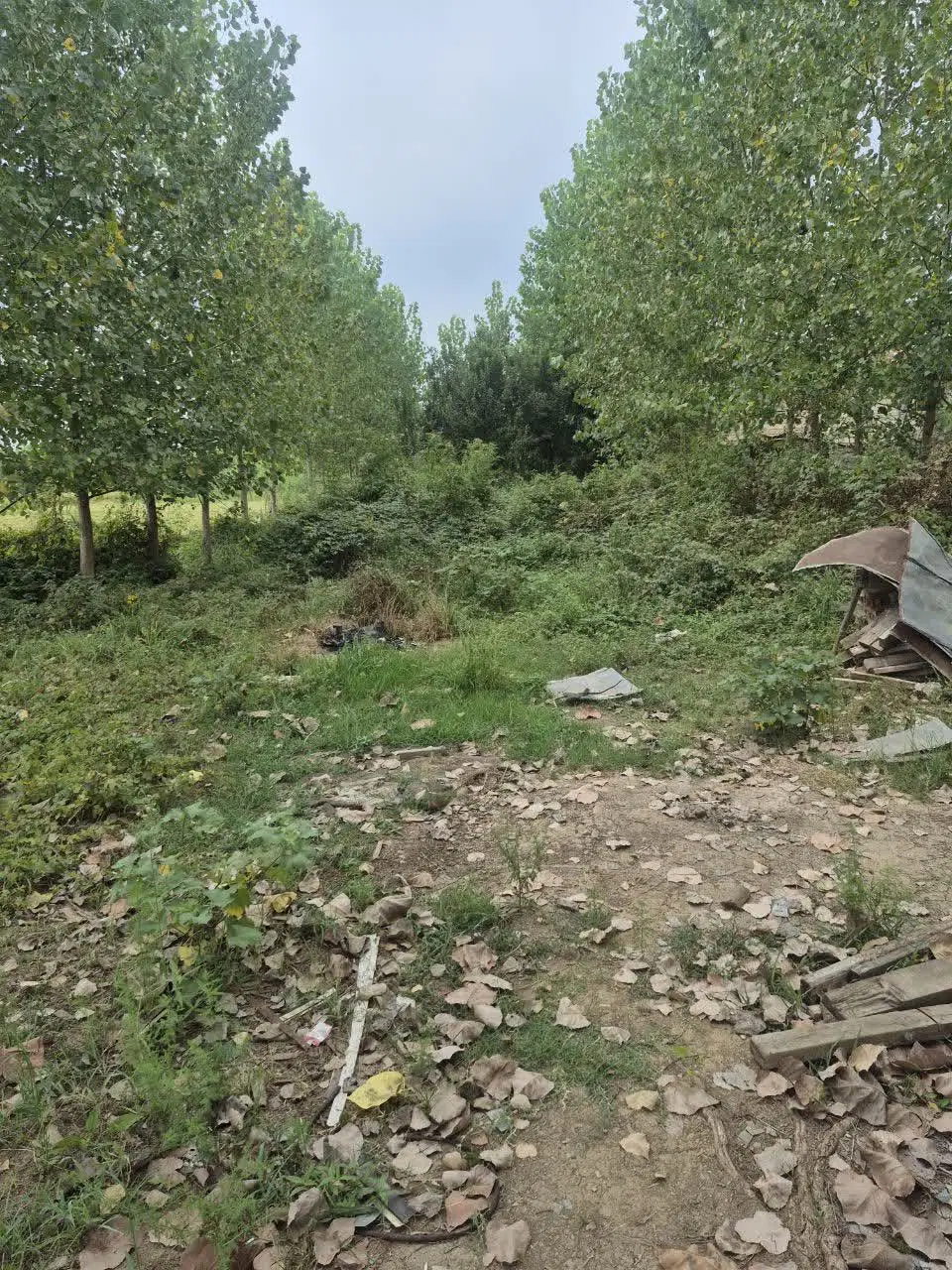 زمین مسکونی و باغی سنددار