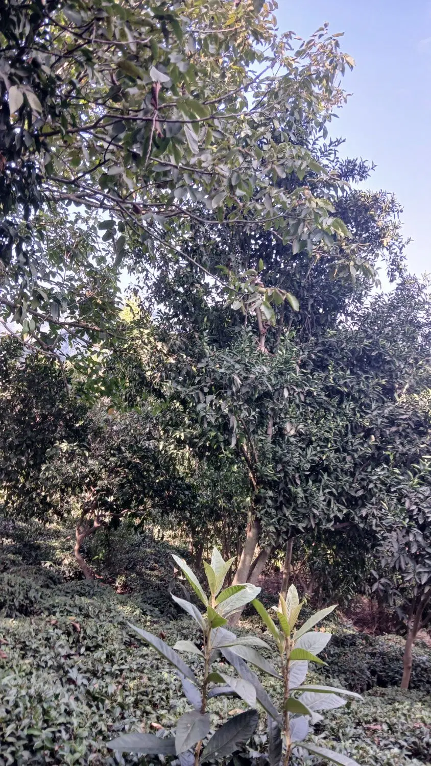 زمین باغی