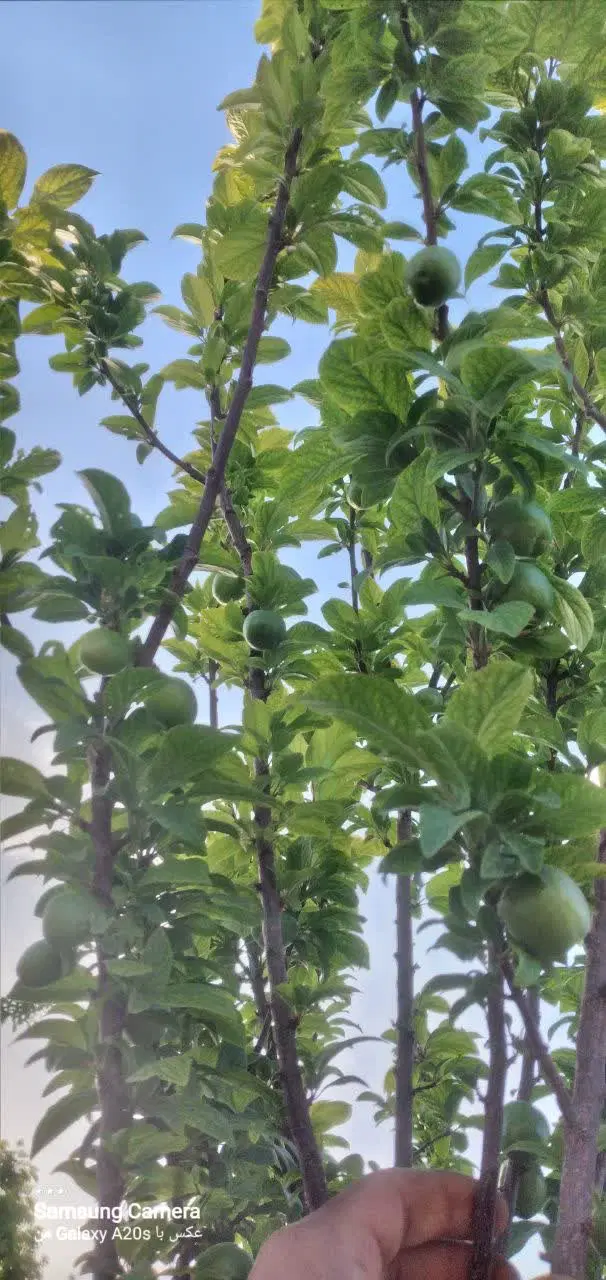 معاوضه باغ مهریز با خودرو