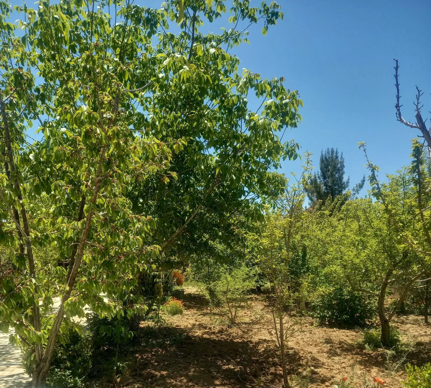 فروش باغشهرپردیس ۱چهارموردالین