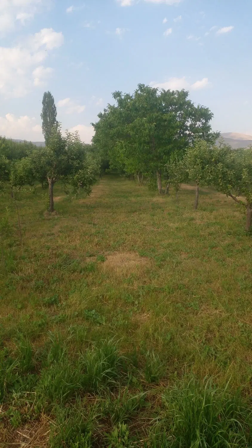 فروشی باغ سیب وگردوروستای جهان اباد