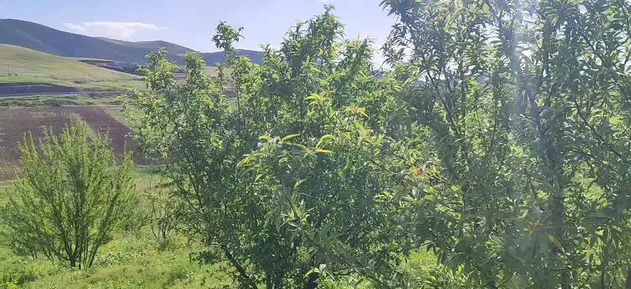 یک هکتار زمین کشاورزی قبغلو