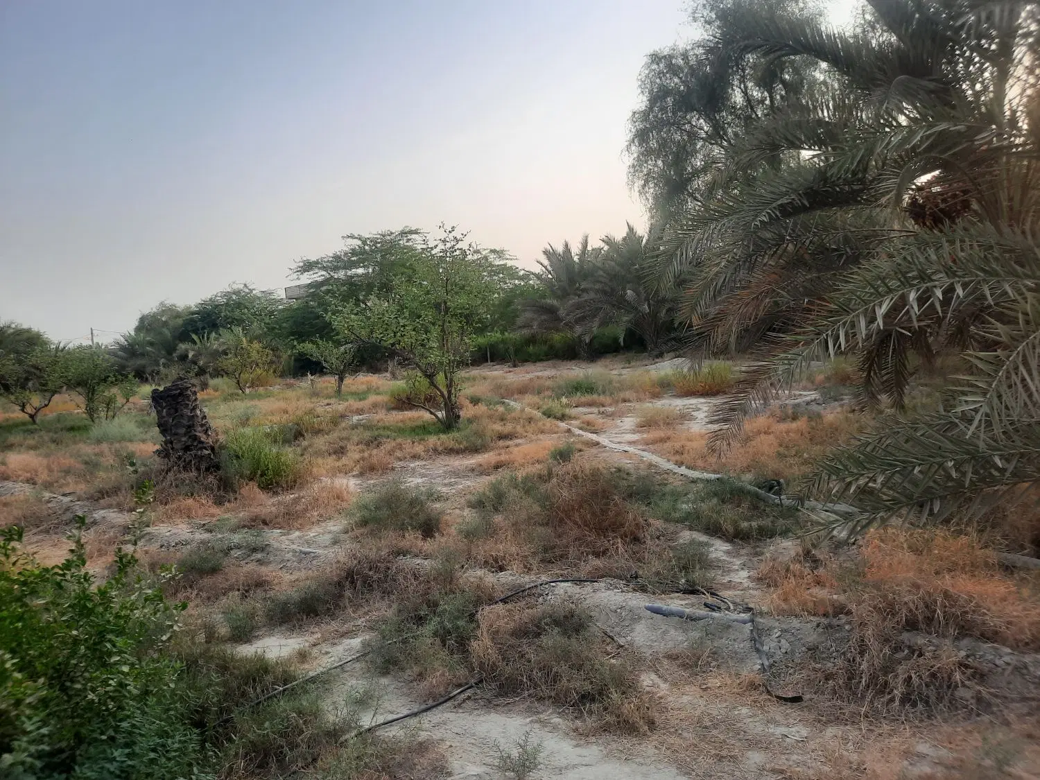 دو قطعه زمین به متراژ هر کدام ۹۰۰ متر مربع